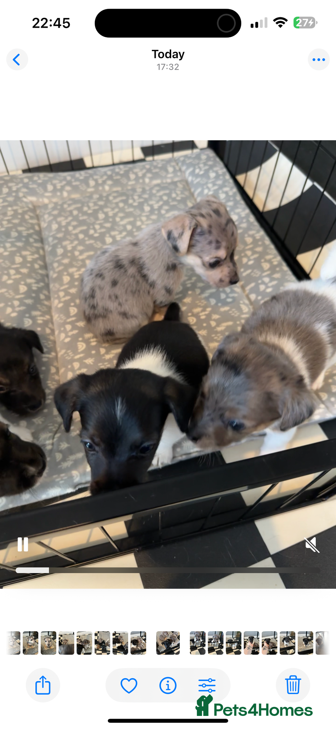 Jack Russell dogs for sale: Jack Russell pups  - Image 7