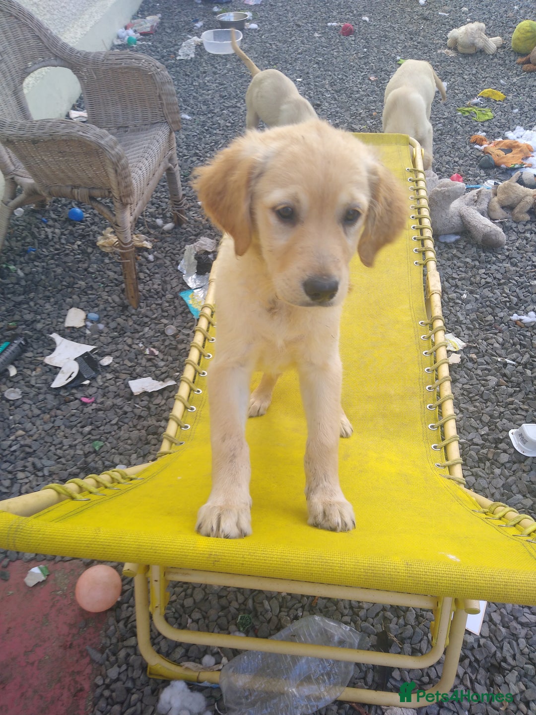 Golden Retriever dogs for sale: Wonderful,playful ,adventurous happy little furs😍 - Image 20