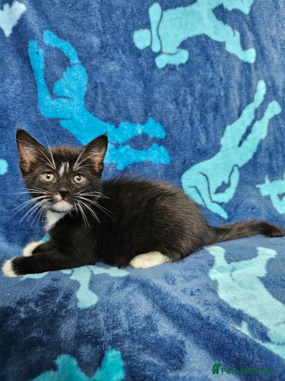 Mixed Breed cats for sale: 2 male kittens ready now - Image 14