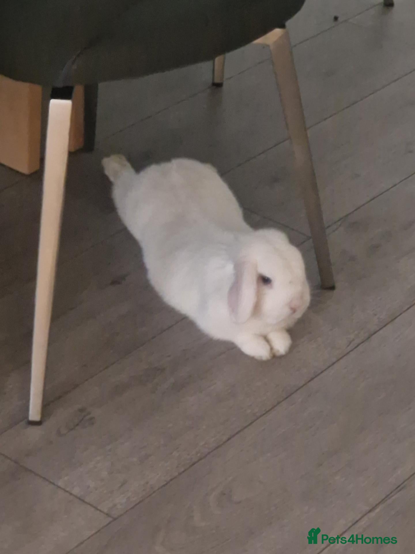 Mini Lop rabbits 4 Mini Lops Looking for forever homes from 6/10/26 - Advert 1