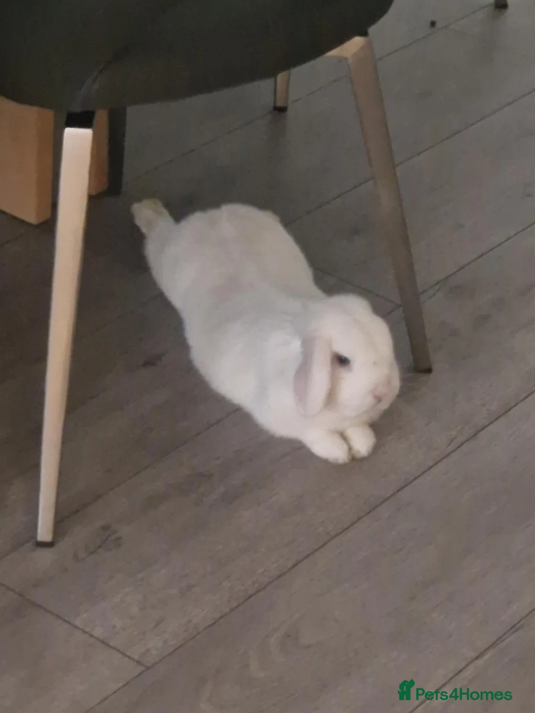 Mini Lop rabbits for sale: 4 Mini Lops Looking for forever homes from 6/10/26 in Manchester - Advert 1