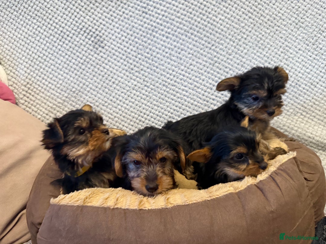 Yorkshire Terrier dogs for sale: Stunning Yorkshire Terrier puppies for sale  - Image 11