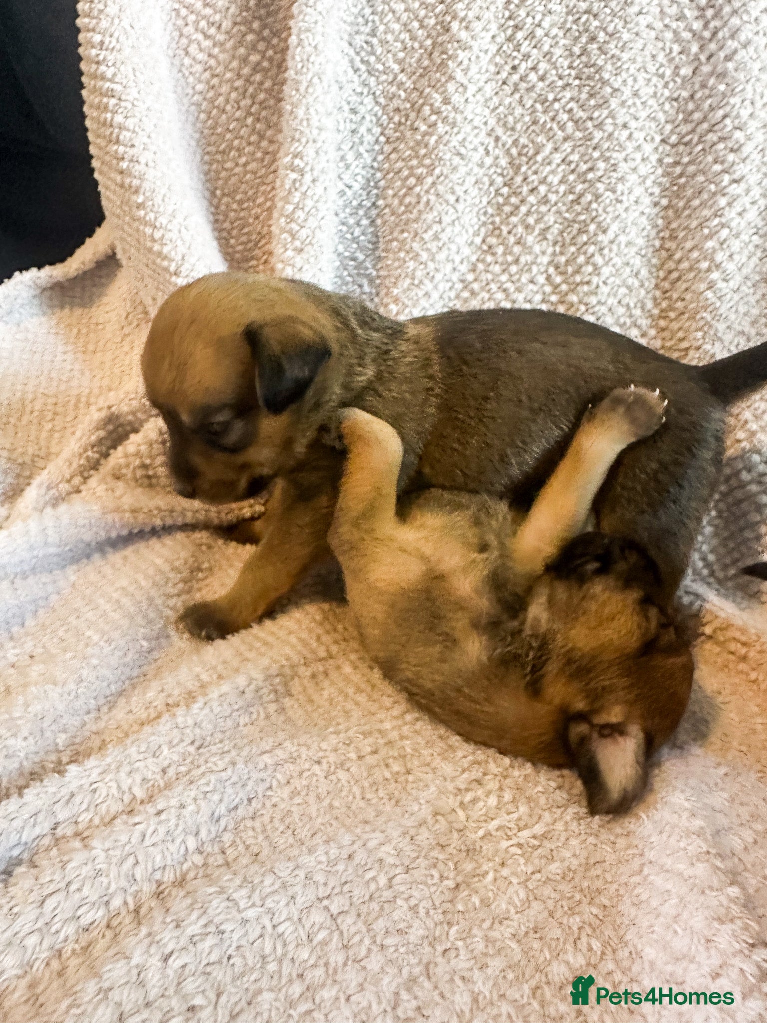 Mixed Breed dogs for sale: Patterdale X Lakeland Puppies for Sale in Letchworth Garden City - Advert 15