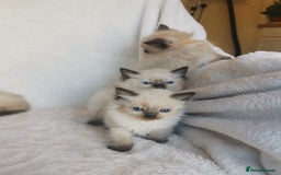 Ragdoll cats for sale: Health tested beautiful ragdoll kittens  - Image 9