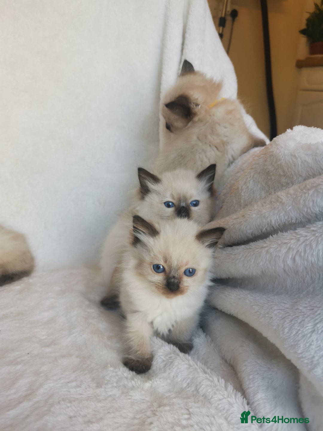 Ragdoll cats for sale: Health tested beautiful ragdoll kittens  - Image 9