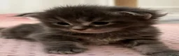 Maine Coon cats for sale: Beautiful Maine Coon Kittens, 2 Boys & 2 Girls - Advert 3