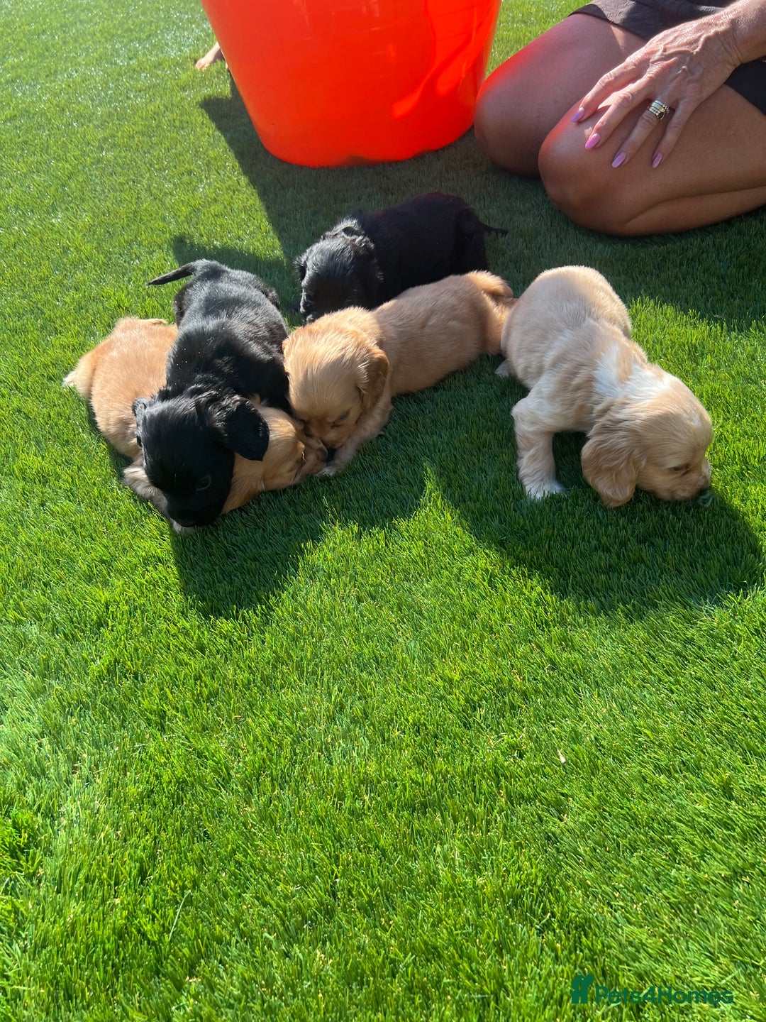 Cocker Spaniel dogs for sale: cocker spaniel show puppies - Image 3