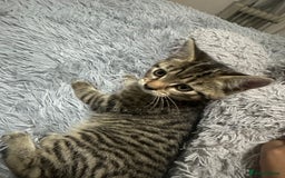 Maine Coon cats for sale: Maincoon mix female kitten - Image 1