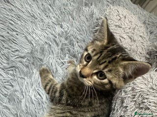 Maine Coon cats Maincoon mix female kitten - Advert 8