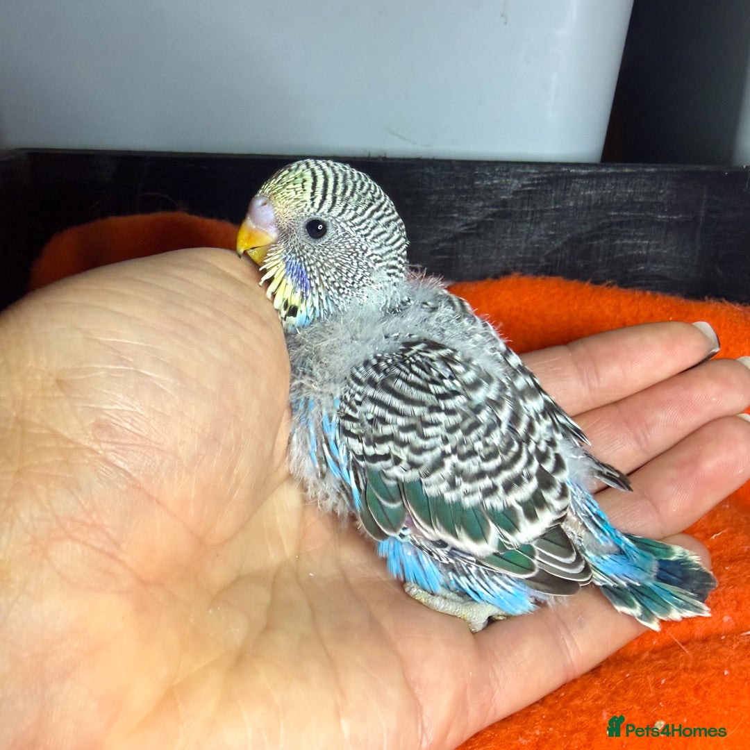 Budgerigars birds for sale: Baby Budgies for Sale! - Advert 3