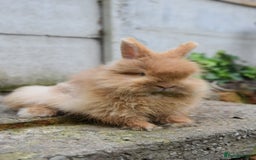Mixed Breed rabbits for sale: Angora x Lionhead Female Looking For Home  - Image 13