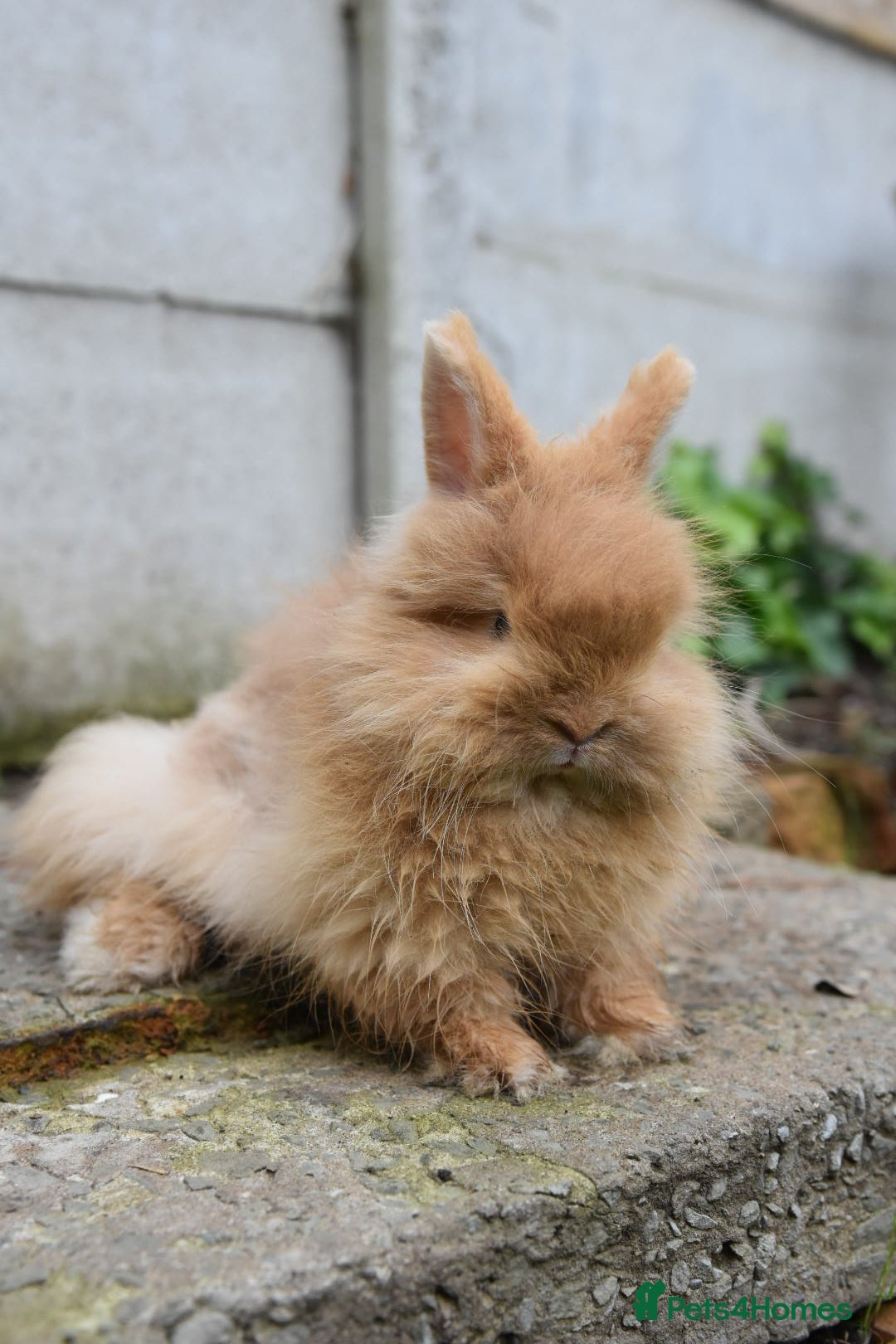 Mixed Breed rabbits for sale: Angora x Lionhead Female Looking For Home  - Image 13