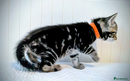 Bengal cats for sale: Beautiful Bengal x Mainecoon moggies - Image 17