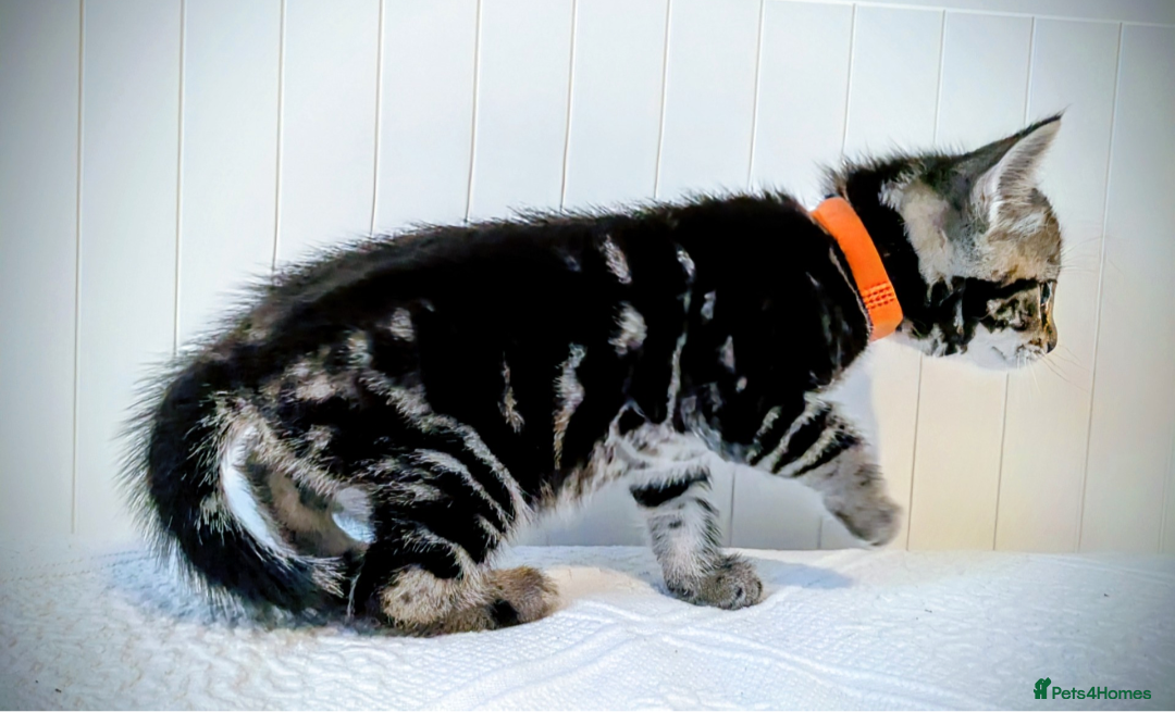 Bengal cats for sale: Beautiful Bengal x Mainecoon moggies - Image 17