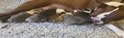 Boston Terrier dogs for sale: Blossy's Beautiful Bostons  in Doncaster - Advert 1