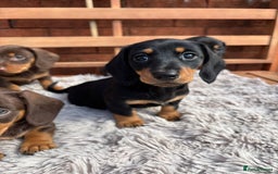 Miniature Dachshund dogs for sale: Smooth coat Minature Dacshund’s  - Image 13