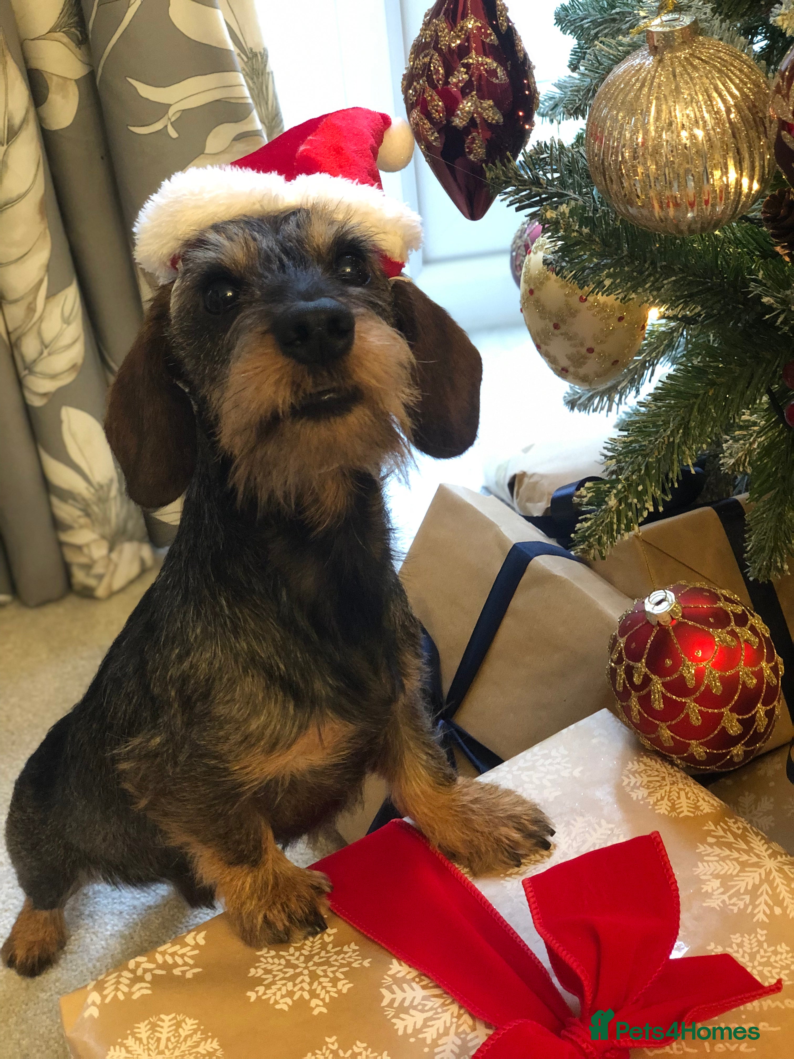 Miniature Dachshund dogs “Winston” Miniature Wirehaired Dachshund  - Advert 1