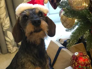 Miniature Dachshund dogs “Winston” Miniature Wirehaired Dachshund - Advert 1