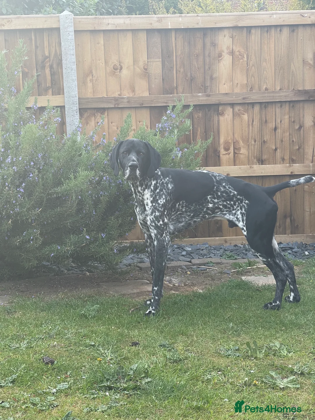 German Shorthaired Pointer dogs for stud: Pedigree GSP for stud - Advert 4