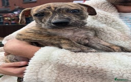 Staffordshire Bull Terrier dogs for sale: Beautiful Staffy pups - Image 13