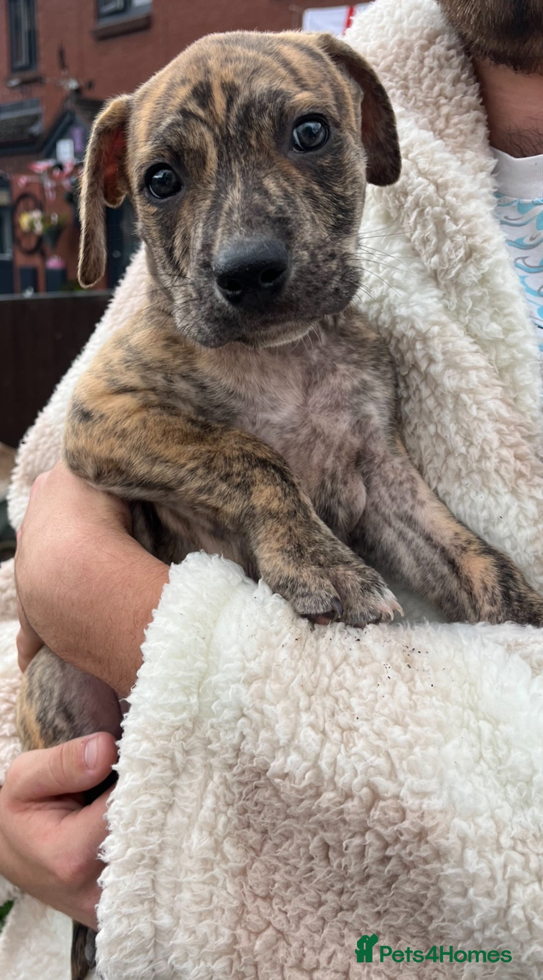 Staffordshire Bull Terrier dogs for sale: Beautiful Staffy pups - Image 13