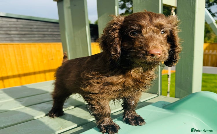 Cockapoo dogs - Advert 15