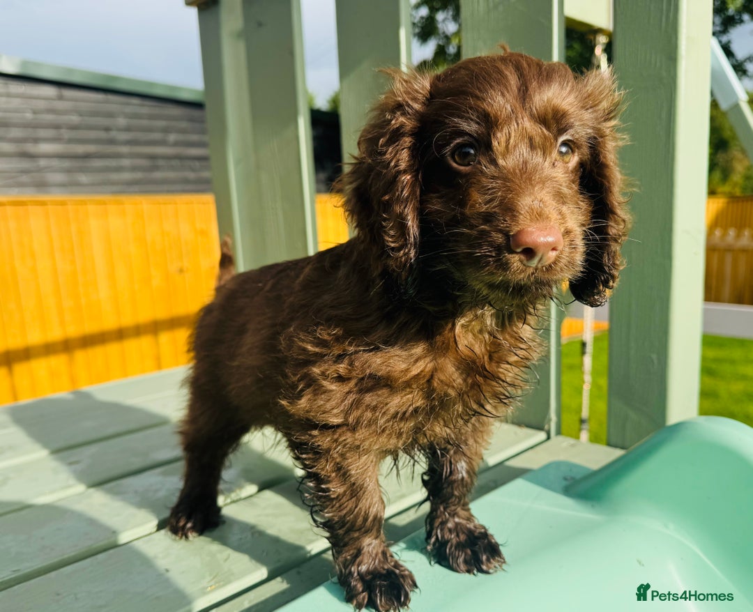 Cockapoo dogs for sale: Chocolate Merle Cockapoo Babies 🐾🐾🐾 - Image 2