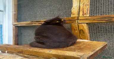 British Shorthair cats GCCF active chocolate female cinnamon carrier  - Advert 6