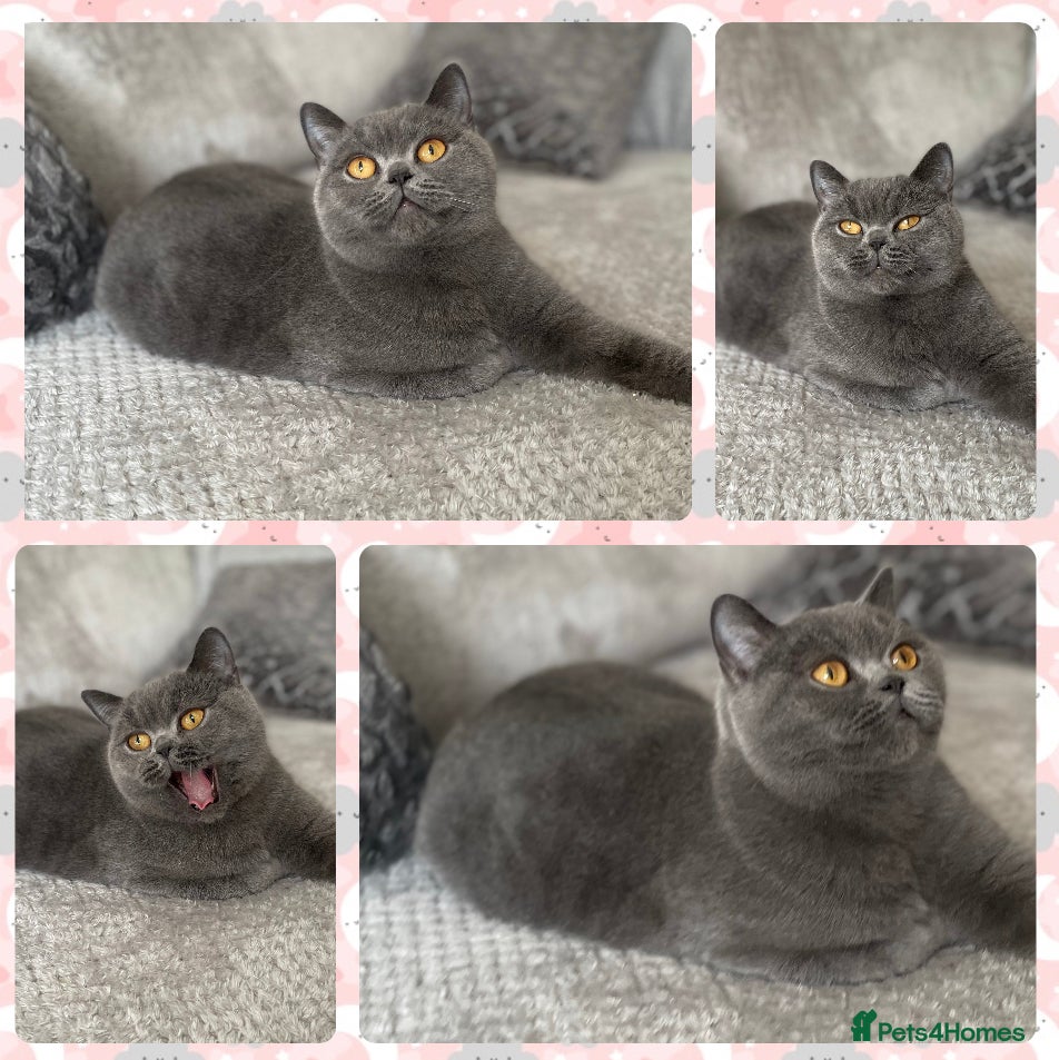 British Shorthair cats Female blue British shorthair neutered  - Advert 1