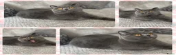 British Shorthair cats for sale: Female blue British shorthair neutered  - Advert 1