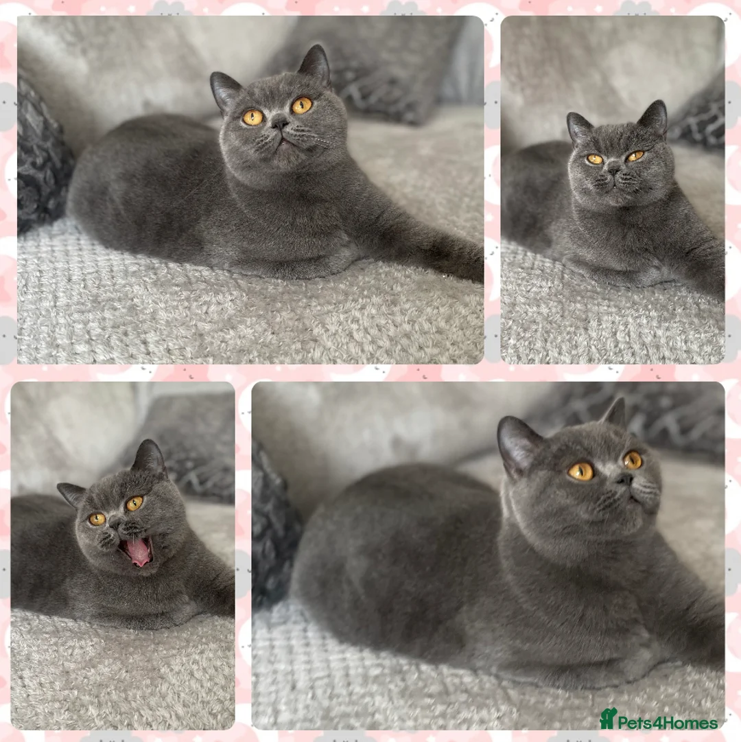 British Shorthair cats for sale: Female blue British shorthair neutered  - Advert 1