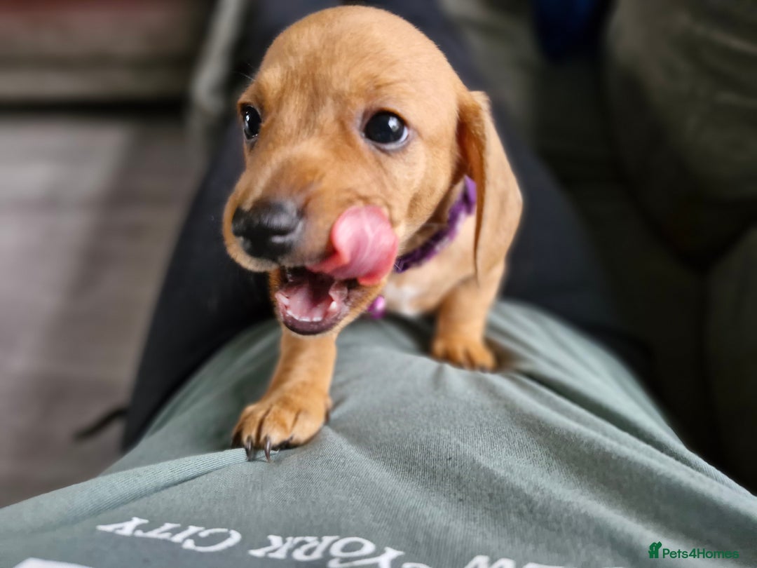 Miniature Dachshund dogs for sale: Miniature dachshund  - Image 15