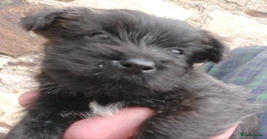 Cairn Terrier dogs - Advert 2