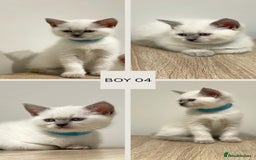 Mixed Breed cats for sale: 6 beautiful kittens ready for their new homes. - Image 6