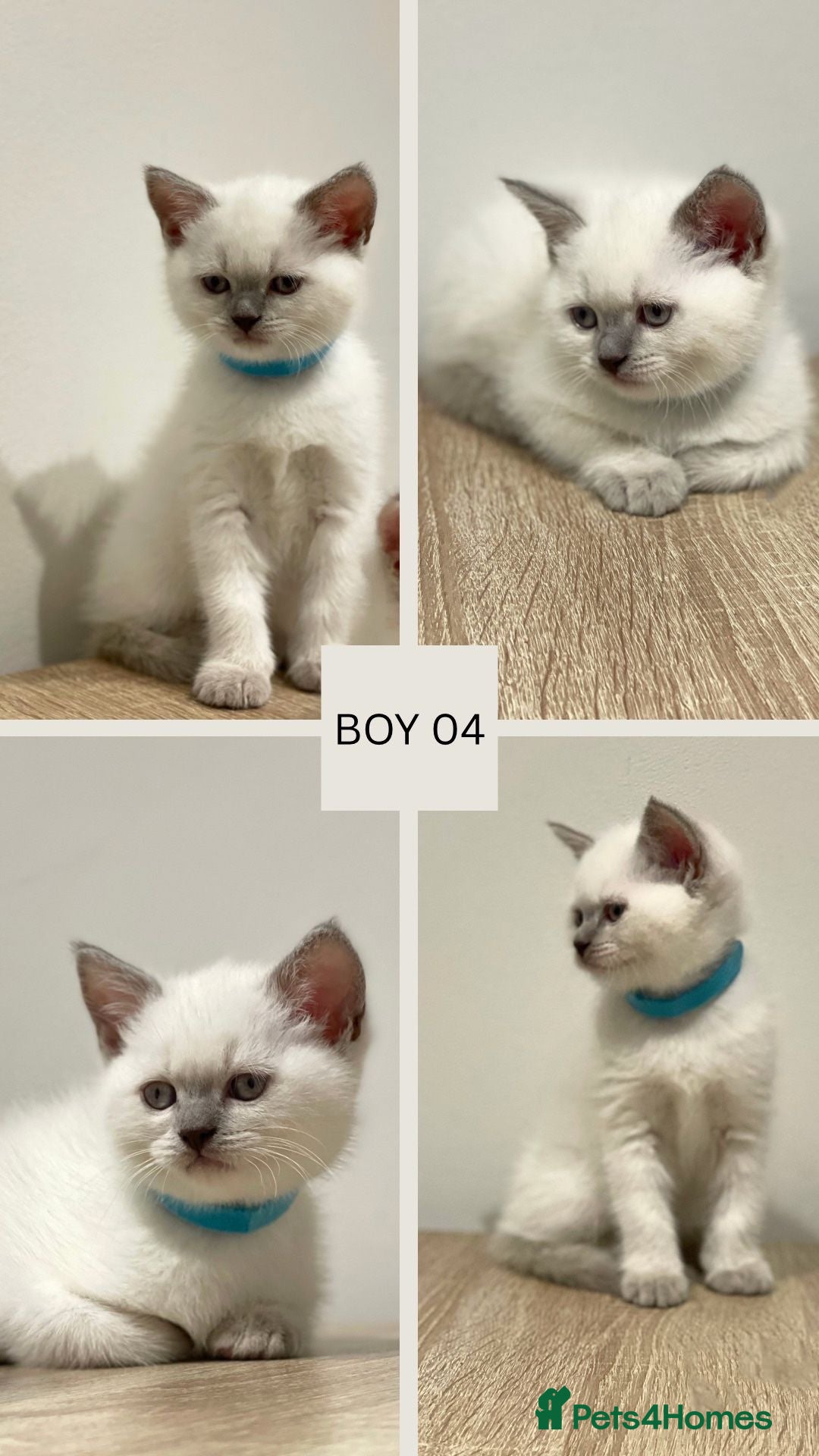 Mixed Breed cats for sale: 6 beautiful kittens ready for their new homes. - Image 6