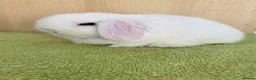 Mini Lop rabbits for sale: Mini Lop Babies - Advert 2