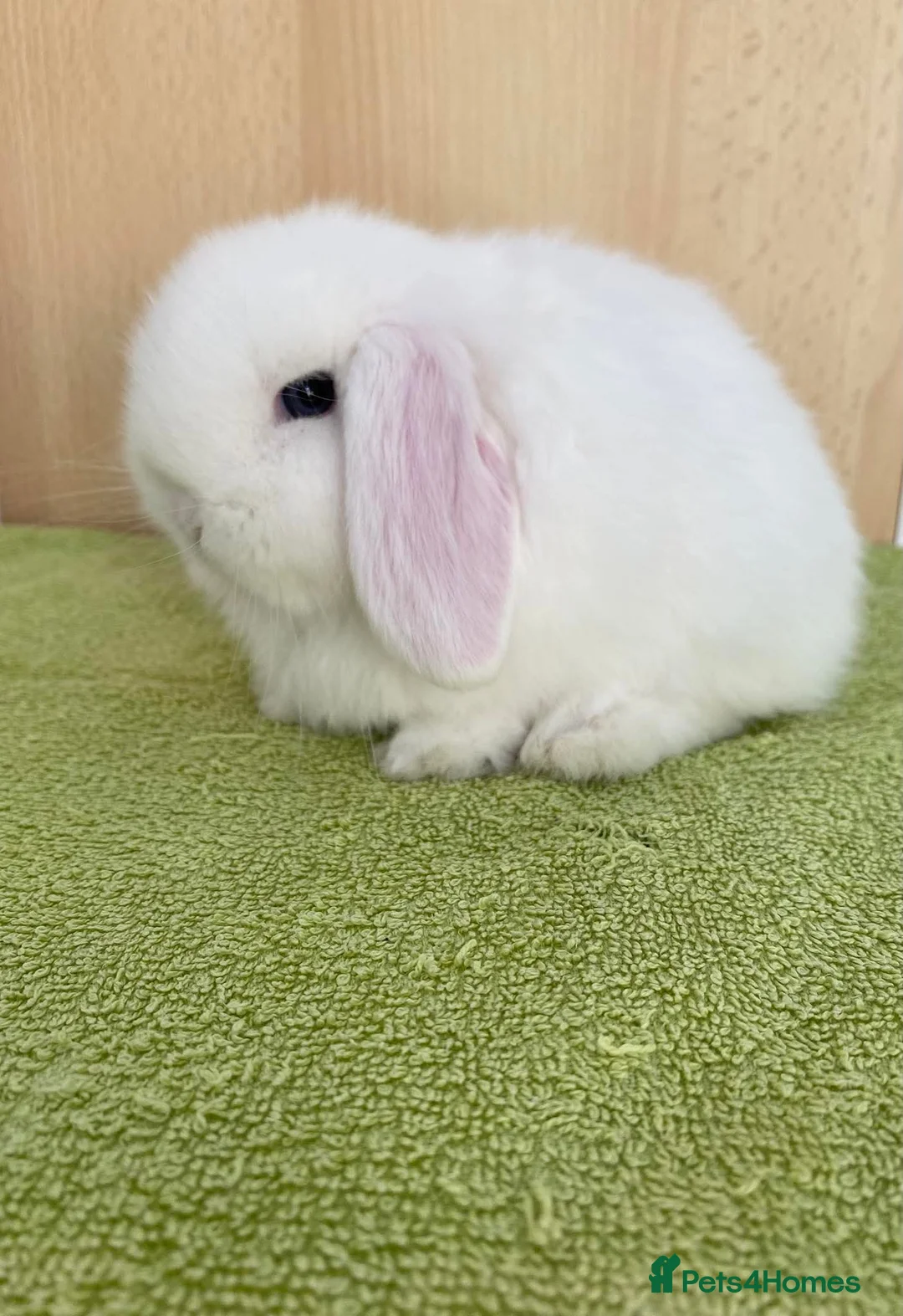 Mini Lop rabbits for sale: Mini Lop Babies - Advert 2