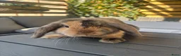 Mini Lop rabbits for sale: Mini lop boys available now in Kettering - Advert 7