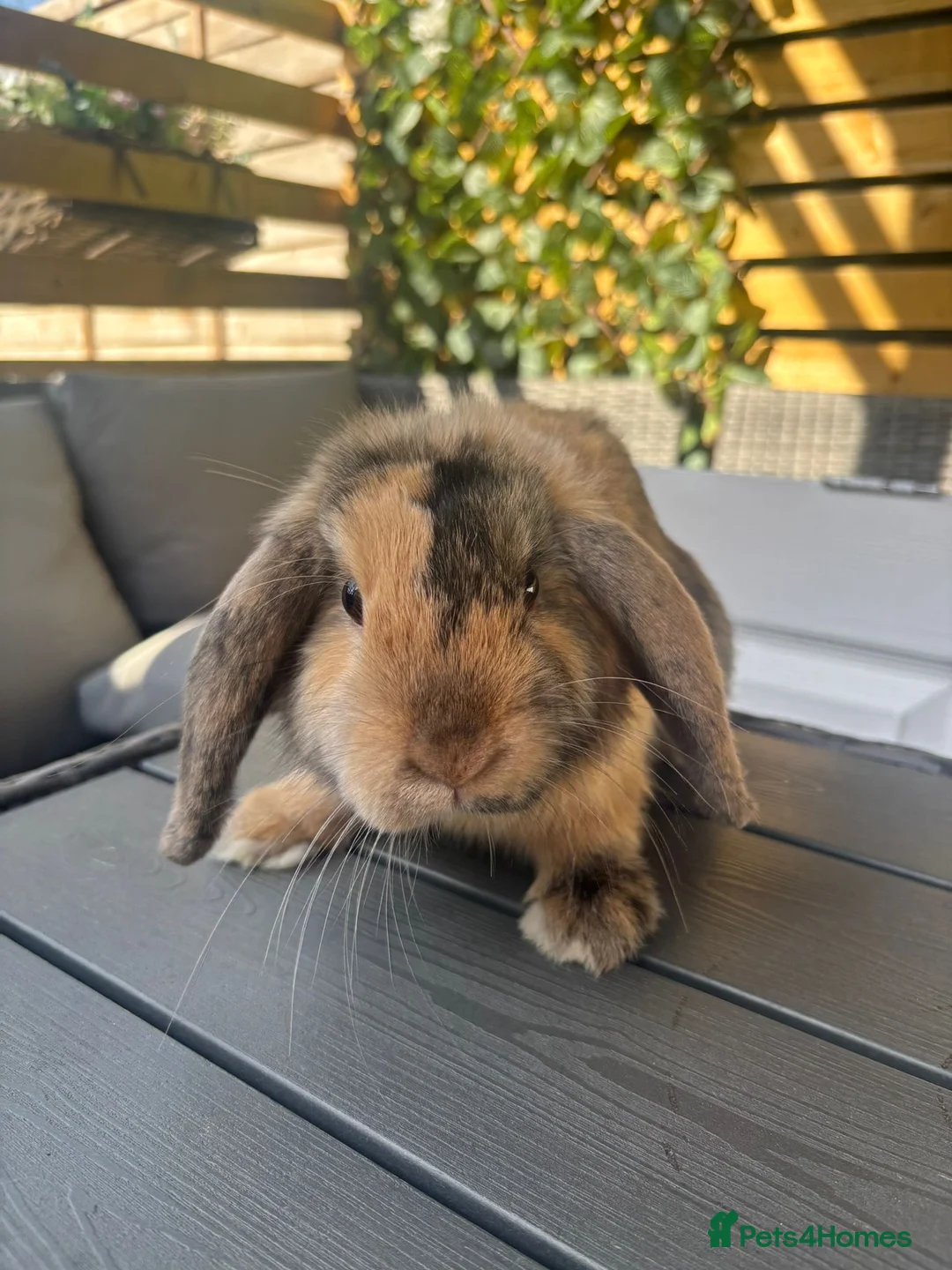 Mini Lop rabbits for sale: Mini lop boys available now in Kettering - Advert 7