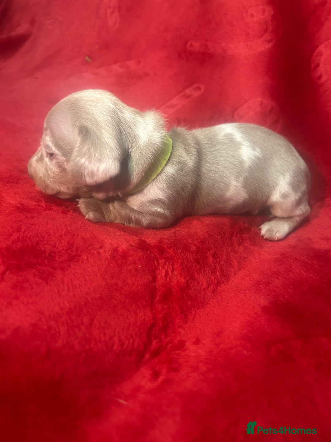 Miniature Dachshund dogs for sale: Isabella dapple Miniature dachshund  - Advert 15
