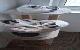 Mixed Breed cats for sale: Cute Furry Friends Ready to find new home. - Image 14