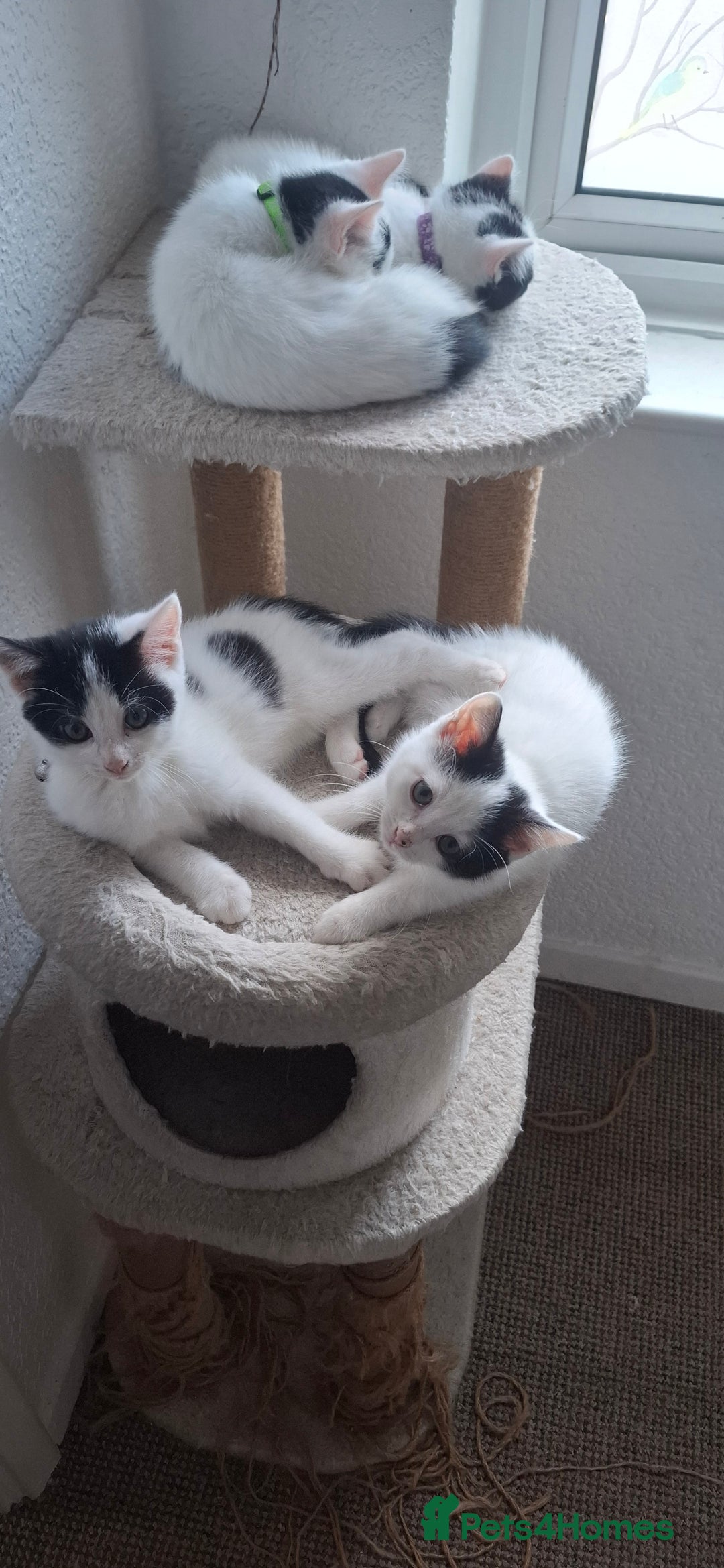 Mixed Breed cats for sale: Cute Furry Friends Ready to find new home. - Image 14