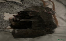 Maine Coon cats for sale: Kittens  - Image 5
