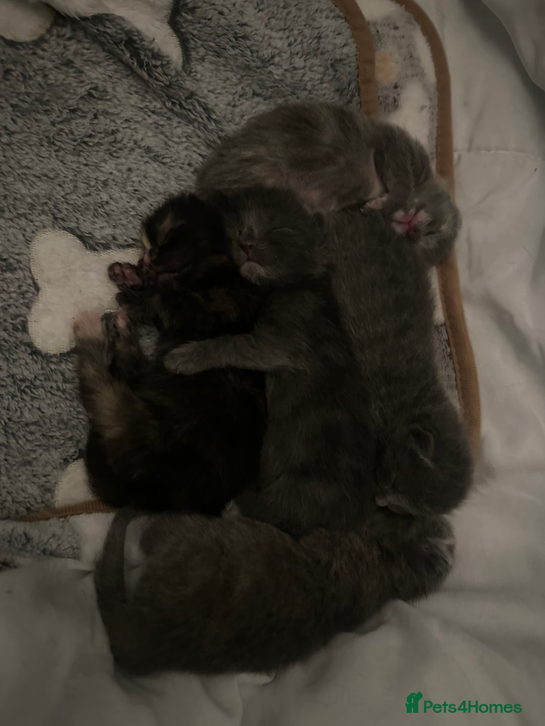 Maine Coon cats for sale: Kittens  - Image 5
