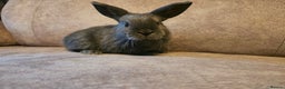 Mixed Breed rabbits for sale: 8 week old grey blue otter netherland dwarf x - Advert 12