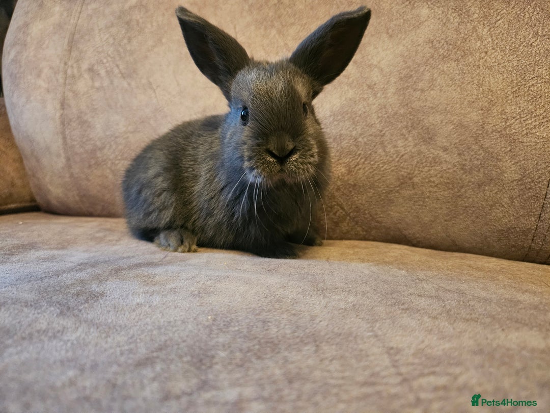 Mixed Breed rabbits for sale: 8 week old grey blue otter netherland dwarf x - Advert 12