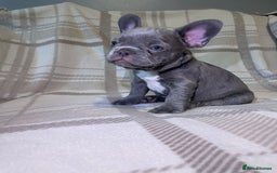 French Bulldog dogs for sale: Kc Reg Micro frenchies for sale - Image 6