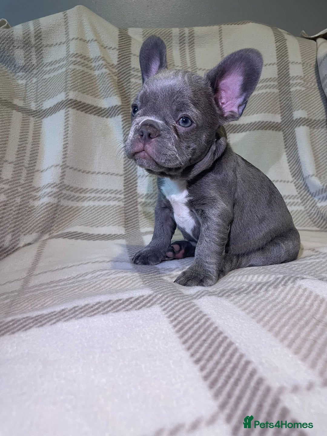 French Bulldog dogs for sale: Kc Reg Micro frenchies for sale - Image 6
