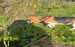 Beagle dogs for sale: 6 year old beagle for sale  - Image 4