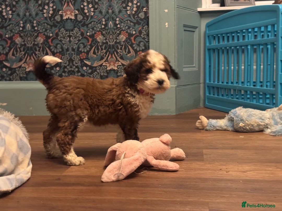 Bernedoodle dogs for sale: Bernedoodle F1B puppies - Advert 2